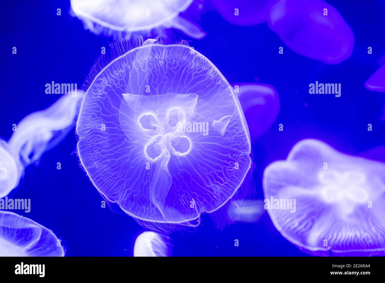 Verschwommene bunte Quallen, die auf dem Wasser schwimmen. Blaue Mondqualle Aurelia aurita Stockfoto