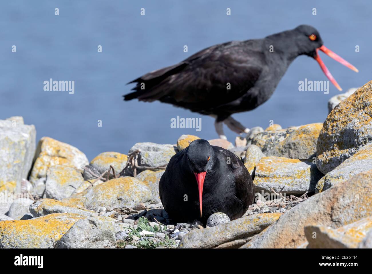 Schwarze Austernfischer (Haematopus ater), adulte Weibchen, die auf dem Nest sitzen, Eier mit Männchen neben ihr brüten, Falklandinseln, Malvinas Stockfoto