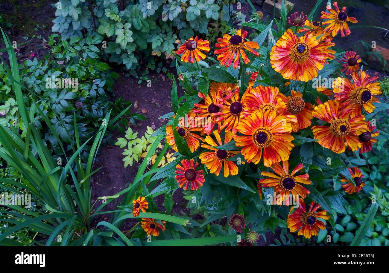 Helenium Hybridum Blumen im Botanischen Garten. Natürlichen Hintergrund. Stockfoto