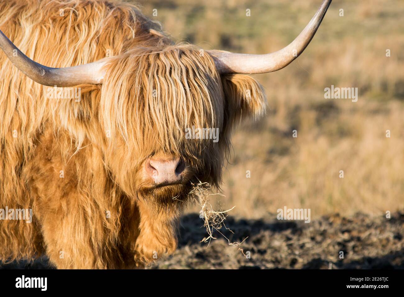 Highland Kuh, die Heu isst Stockfoto