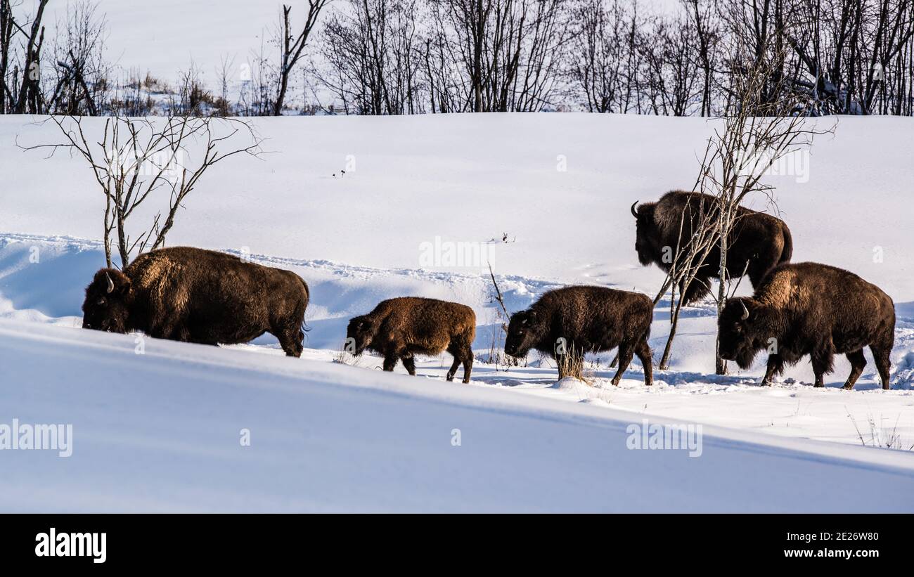 Parc Omega, Kanada, 2. Januar 2021 - die Bisons, die im Schneerwald im Omega Park in Kanada unterwegs sind Stockfoto