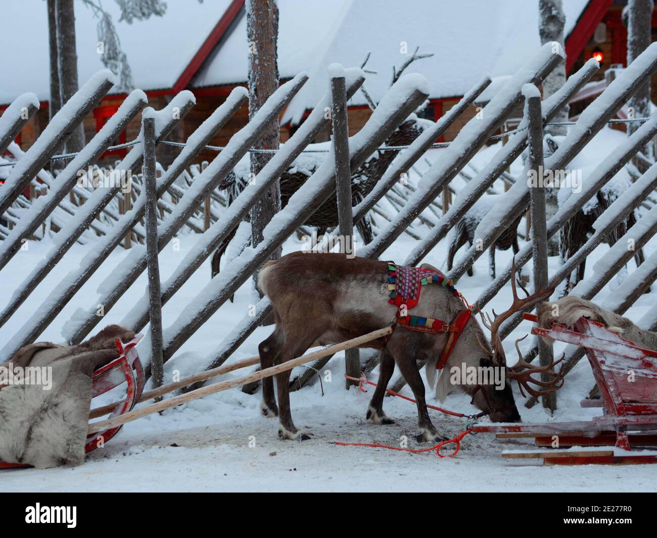 Rentiere im Geschirr. Rentiersafari in Lappland. Weißer Hirsch.  Weihnachtsmanndorf in Rovaniemi Stockfotografie - Alamy