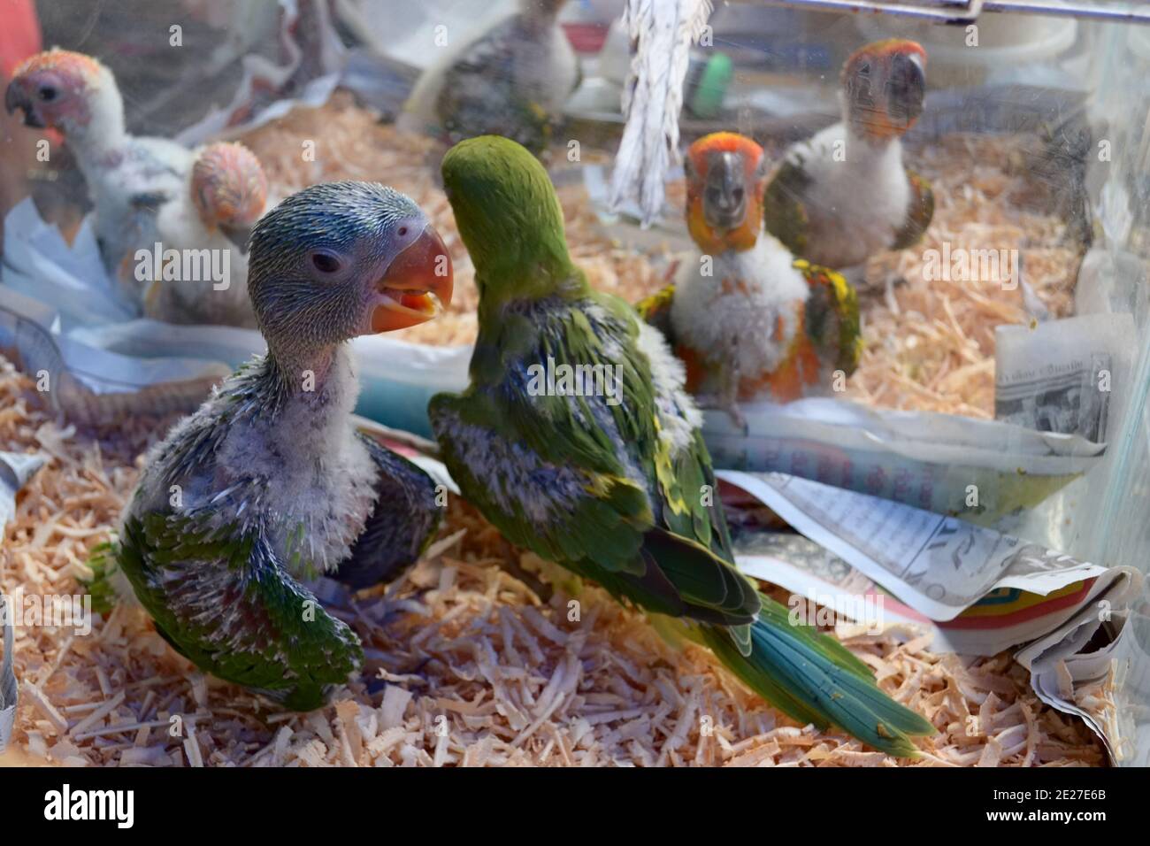 Papageienküken in Käfig Nahaufnahme auf dem Chatuchak Markt, Bangkok, Thailand Stockfoto