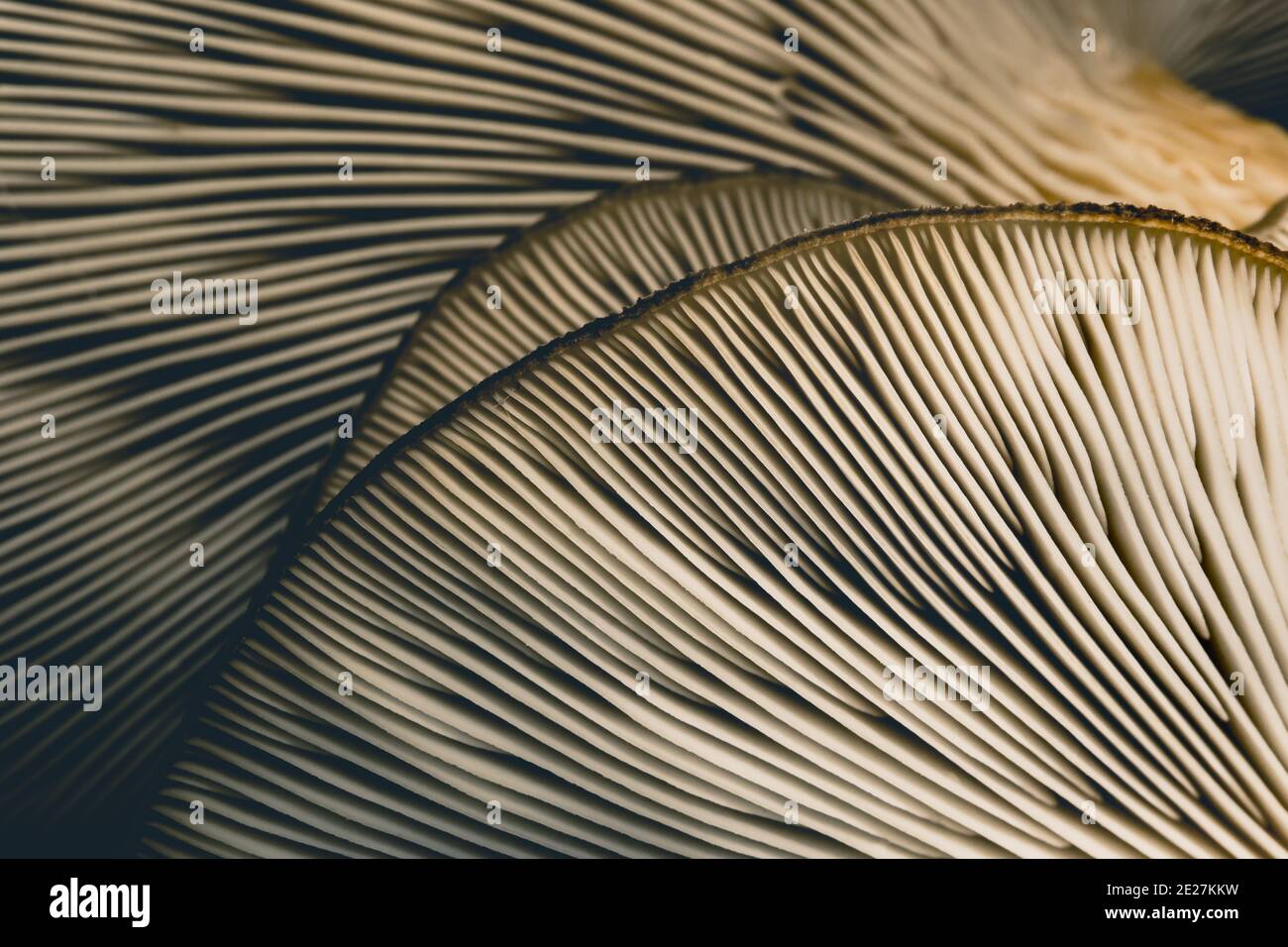 Erstaunliche Pilz Hintergrund und Textur. Nahaufnahme. Stockfoto