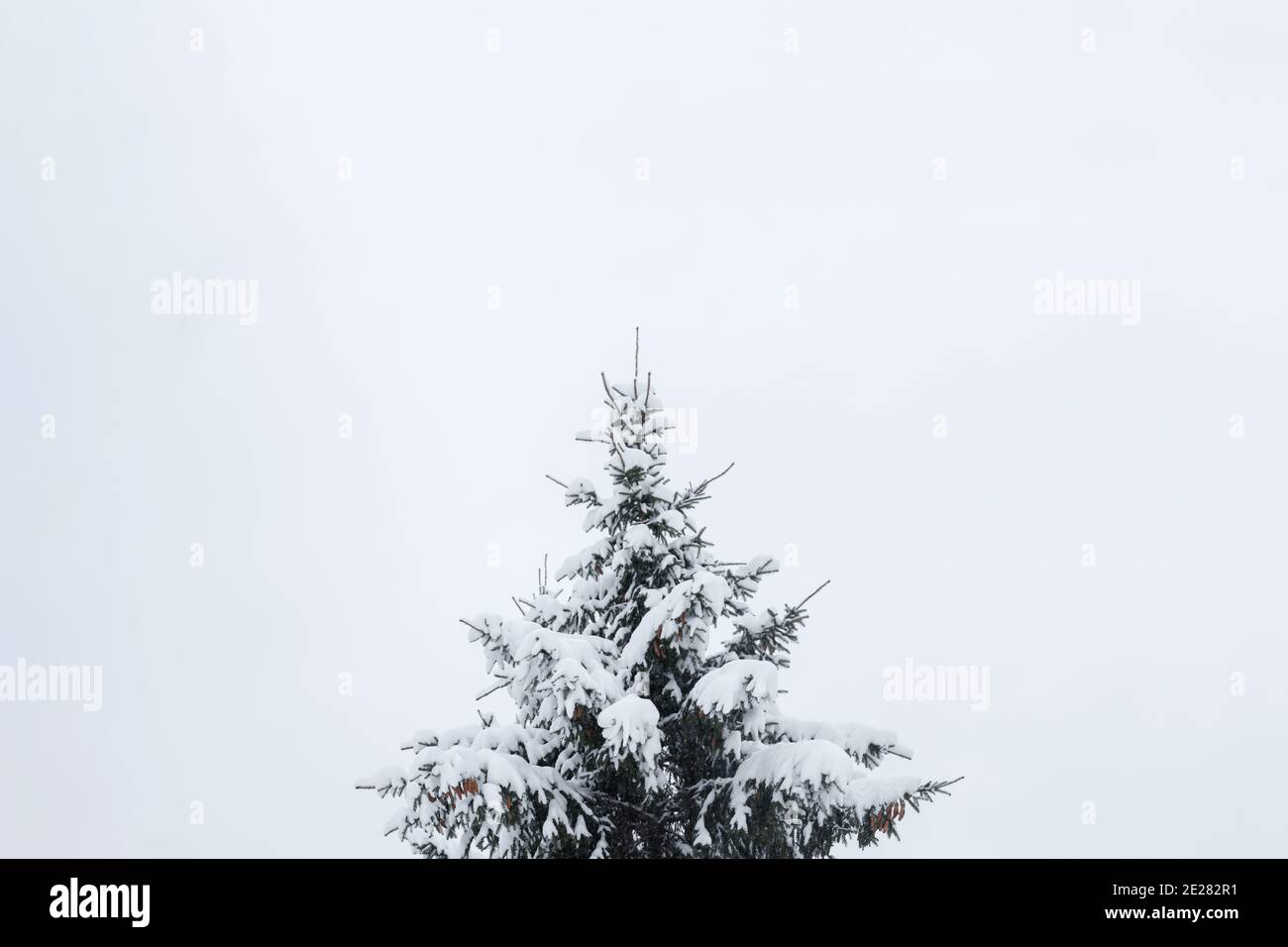 Schneebedeckte Spitze einer einsamen Fichte auf massivem grauen Himmel Hintergrund. Baum in der Mitte mit Copyspace. Winterstimmung, Stimmung Stockfoto