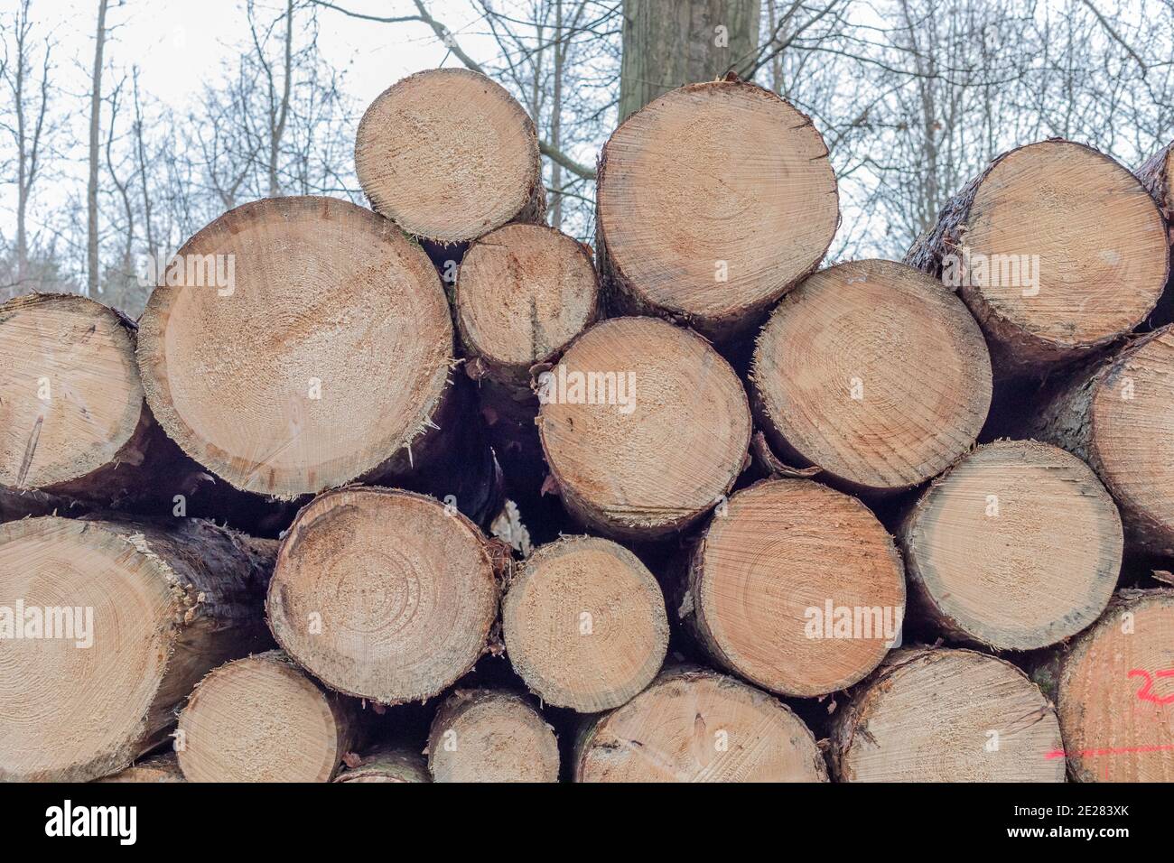 Holzstapel im Wald an einem grauen Tag Stockfoto