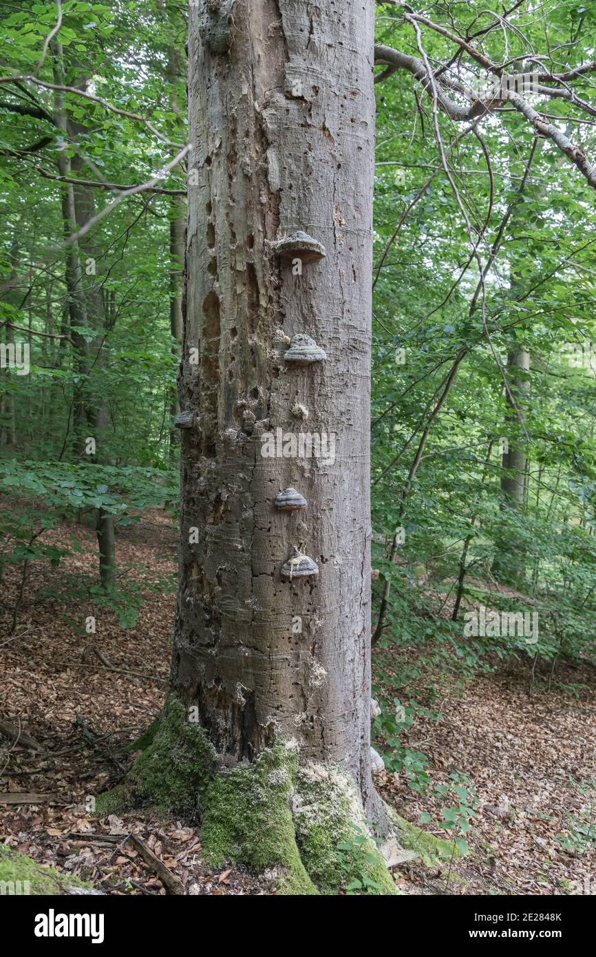 Stamm einer toten Buche mit Pilzen Stockfoto