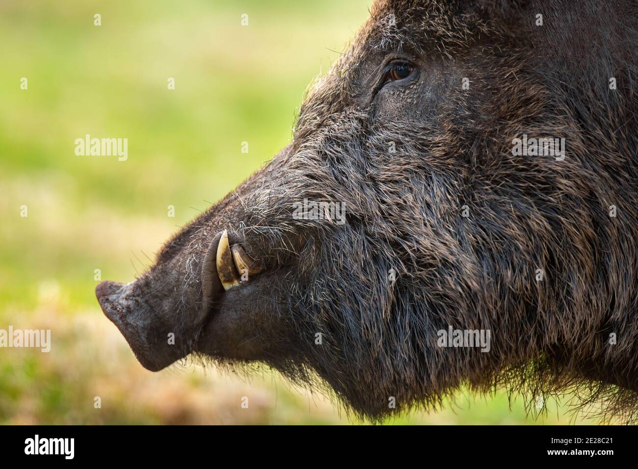 Wildschwein Kopf mit Stoßzähnen Blick auf Grasland im Frühjahr Im Detail Stockfoto