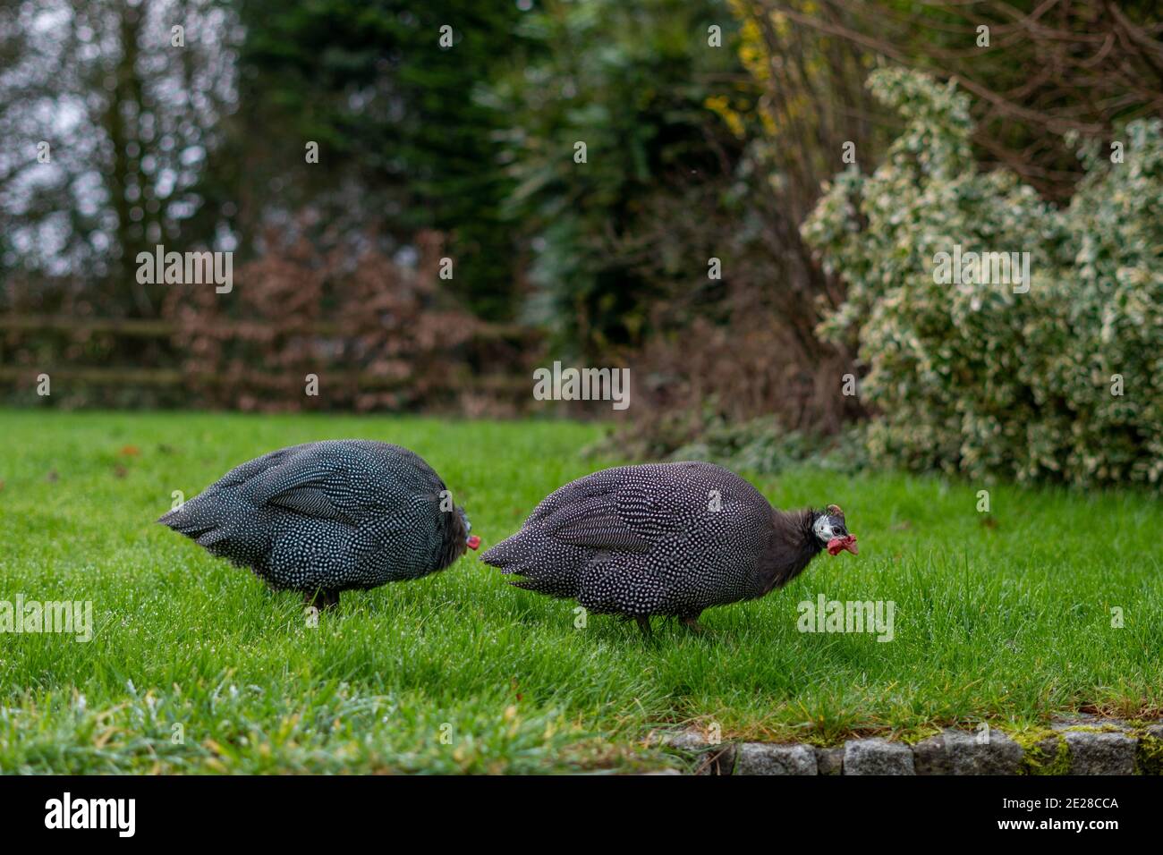Zwei Guineavögel auf der Nahrungssuche auf Englisch Garten Stockfoto