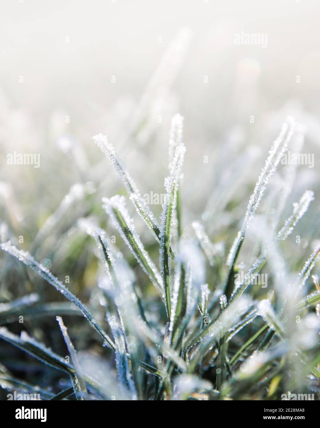 Gefrorene Gräser an einem schönen kalten Morgen in Belgien. Makroaufnahme des Eises auf der Pflanze mit viel Detail. Stockfoto