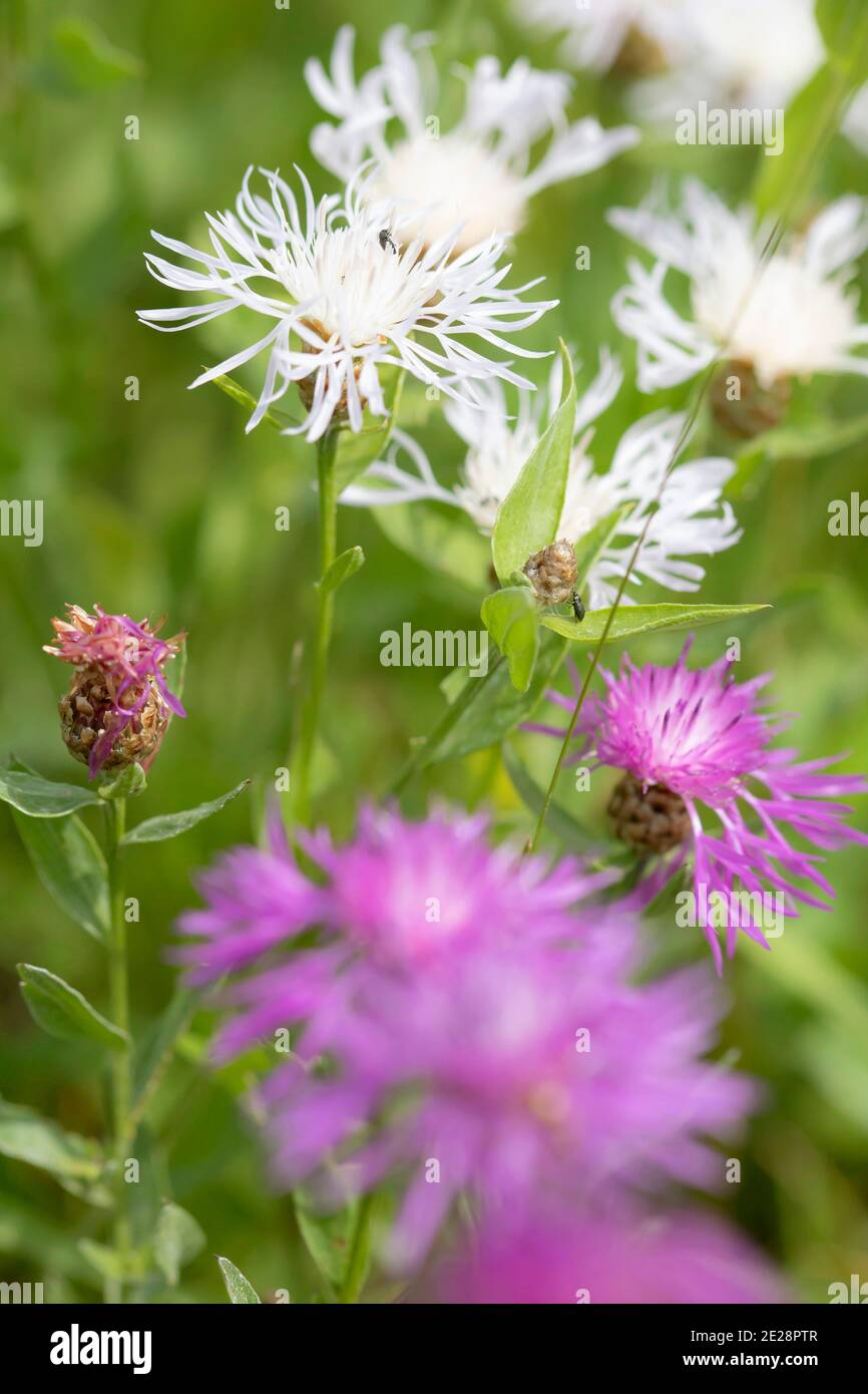 Braune Schnapserwespe, braundurchleuchtete Schnapserwespe (Centaurea jacea), blühend weiß und rosa, Deutschland, Bayern Stockfoto