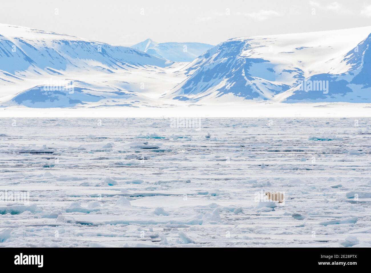 Eisbär (Ursus maritimus), der noch auf ausgedehnem Drifteis nördlich von Spitzbergen im arktischen Norwegen steht. Küsten schneebedeckten Hügeln in der Stockfoto