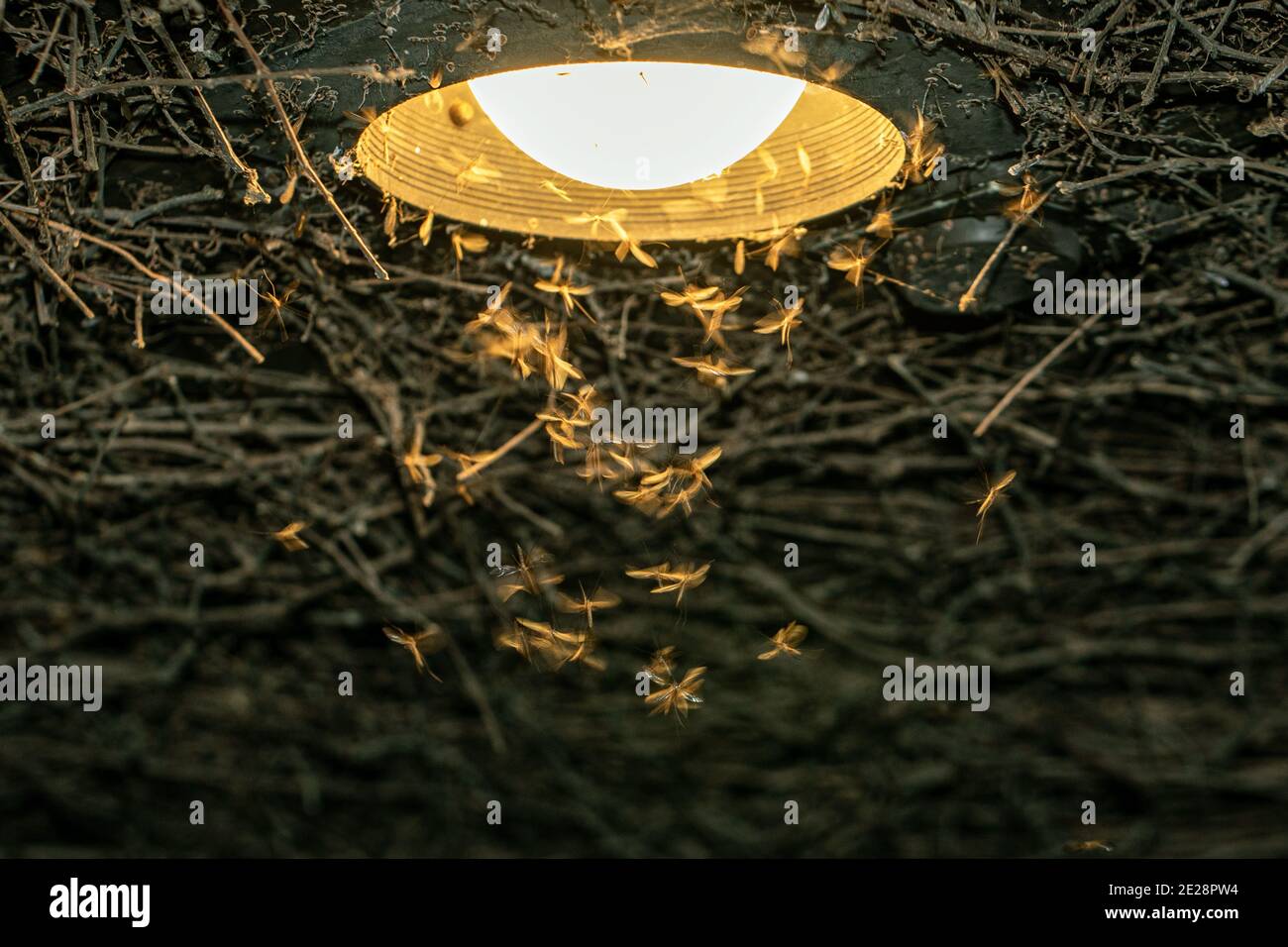 Wintermücken, Winterkran fliegt (Trichoceridae (Petauristidae)), angezogen vom Licht, Summen um LED-Terrassenlichter in der Nacht, Deutschland, Bayern Stockfoto