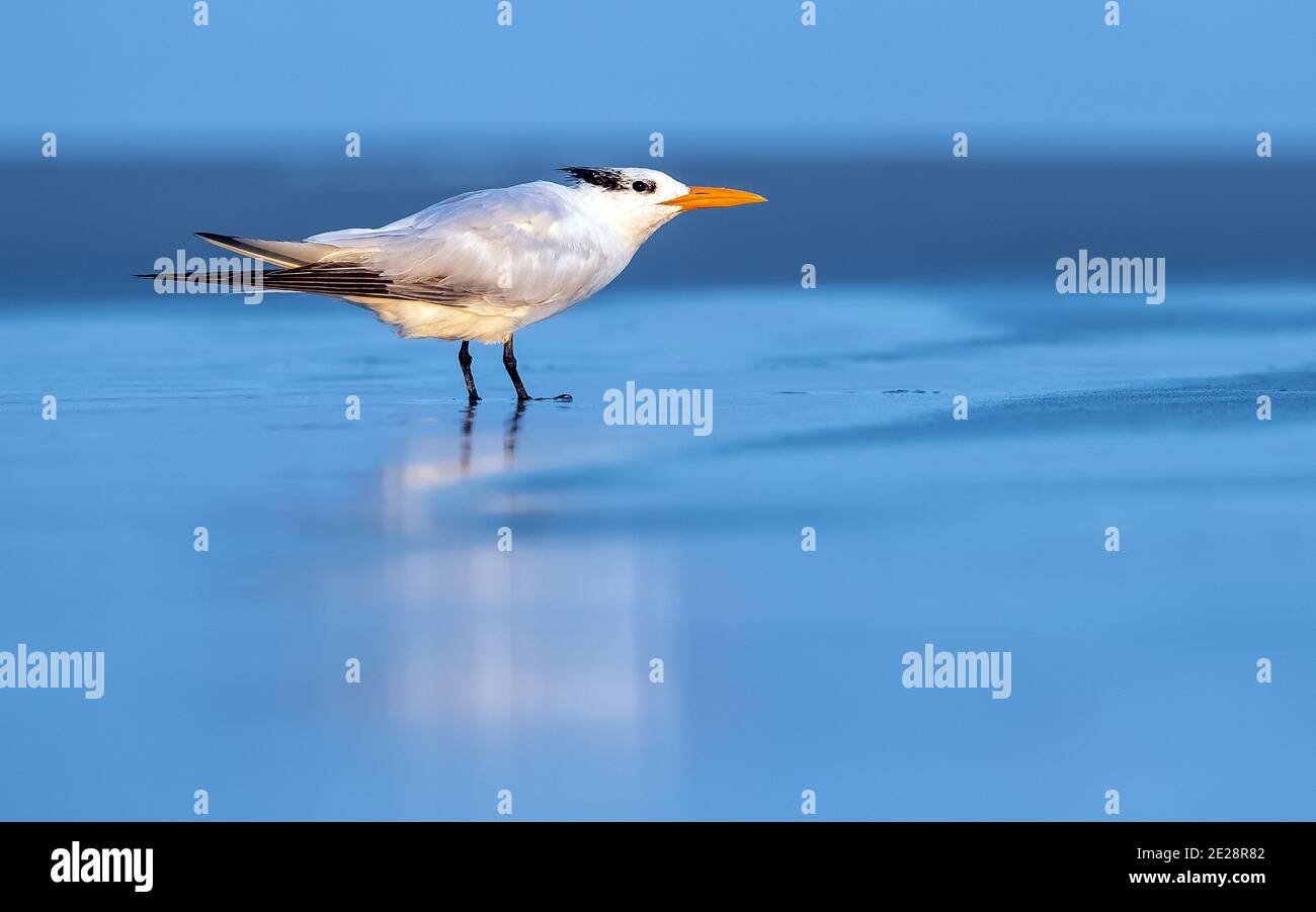 Royal tern, American Royal Tern (Thalasseus maximus, Sterna maxima), stehend in seichtem Wasser am Meer, Seitenansicht, USA, New Jersey, Stone Stockfoto