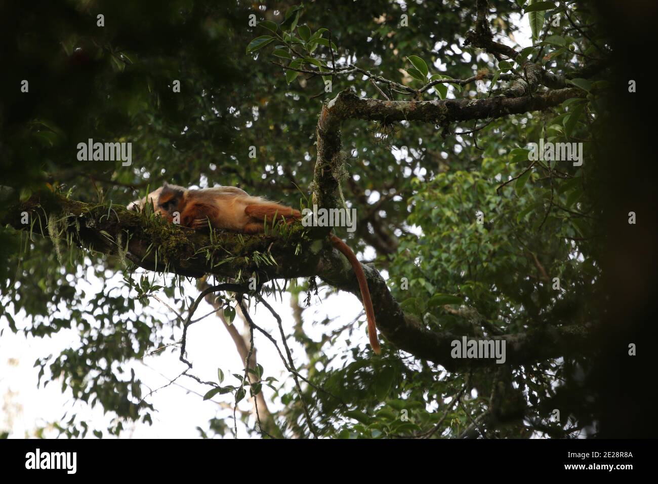 Bänderaffen, Schwarzkrebsen-Blätteraffen, Surili, Sumatran Surili, Gehrter Blätteraffen, Gelbhändige Mitra-Langur (Presbytis melalophos), Stockfoto