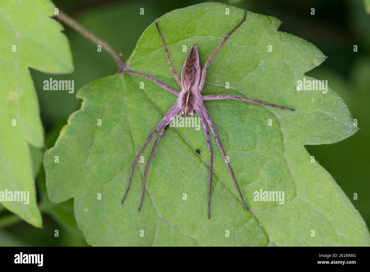 Baumschule Netzspinne, fantastische Fischspinne (Pisaura mirabilis), sitzt auf einem Blatt, Deutschland Stockfoto