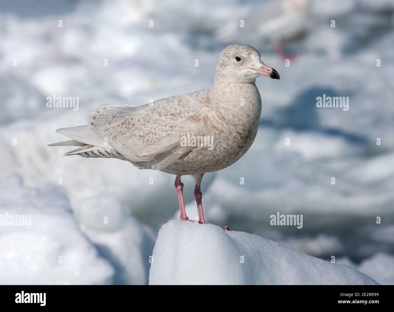 Wassermöwe (Larus hyperboreus), unreif stehend auf einem Eisfluss vor der Küste, Japan, Hokkaido Stockfoto