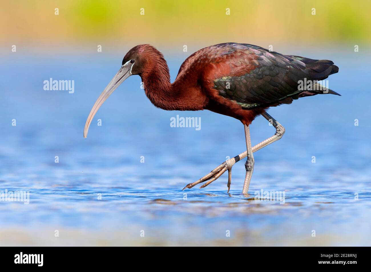 Hochglanz-Ibis (Plegadis falcinellus), Erwachsene zu Fuß in einem Teich, Italien, Kampanien Stockfoto
