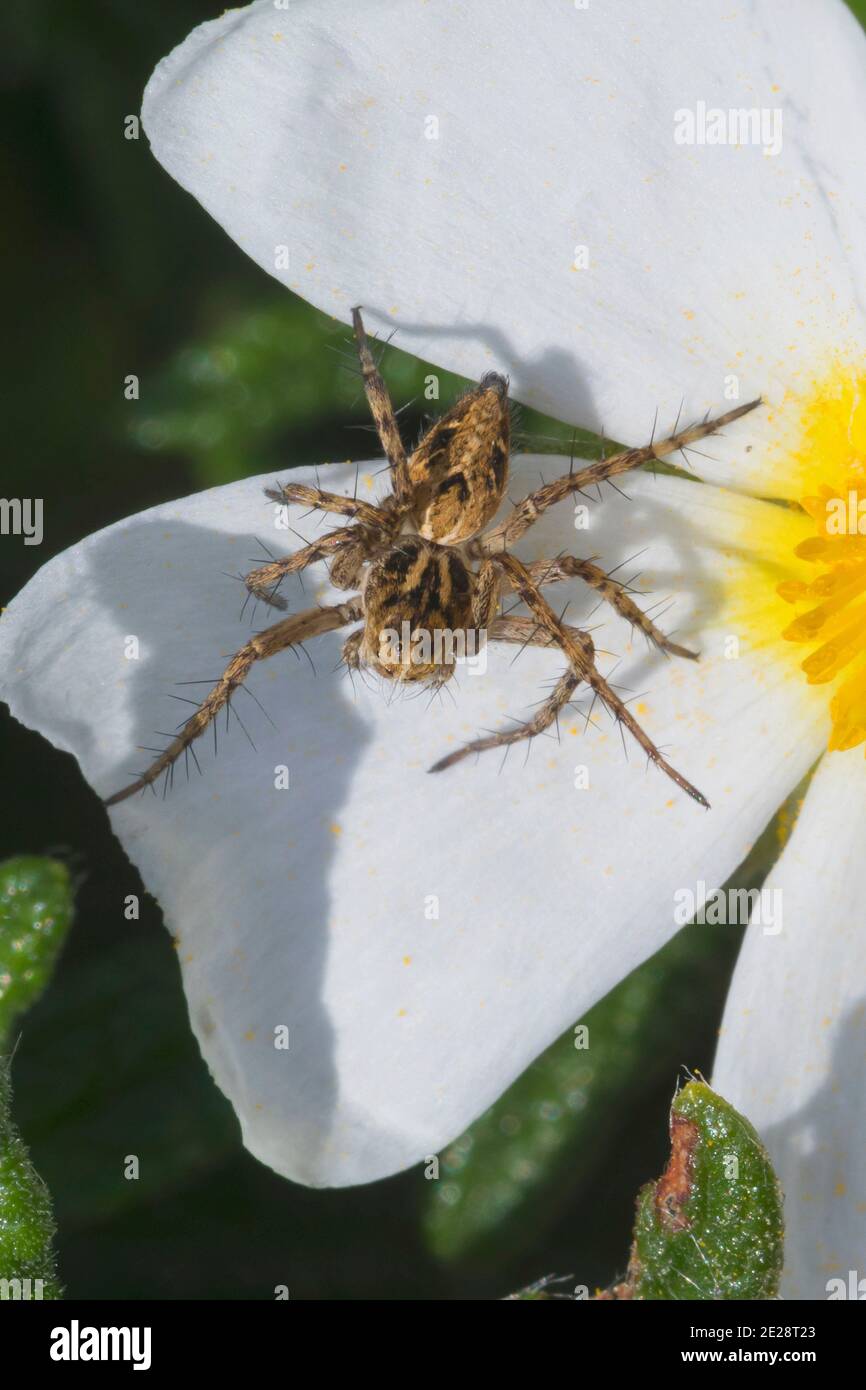 luchs-Spinne (Oxyopes cf. Heterophthalmus), Weibchen lauert auf einer Blume auf Beute, Kroatien Stockfoto