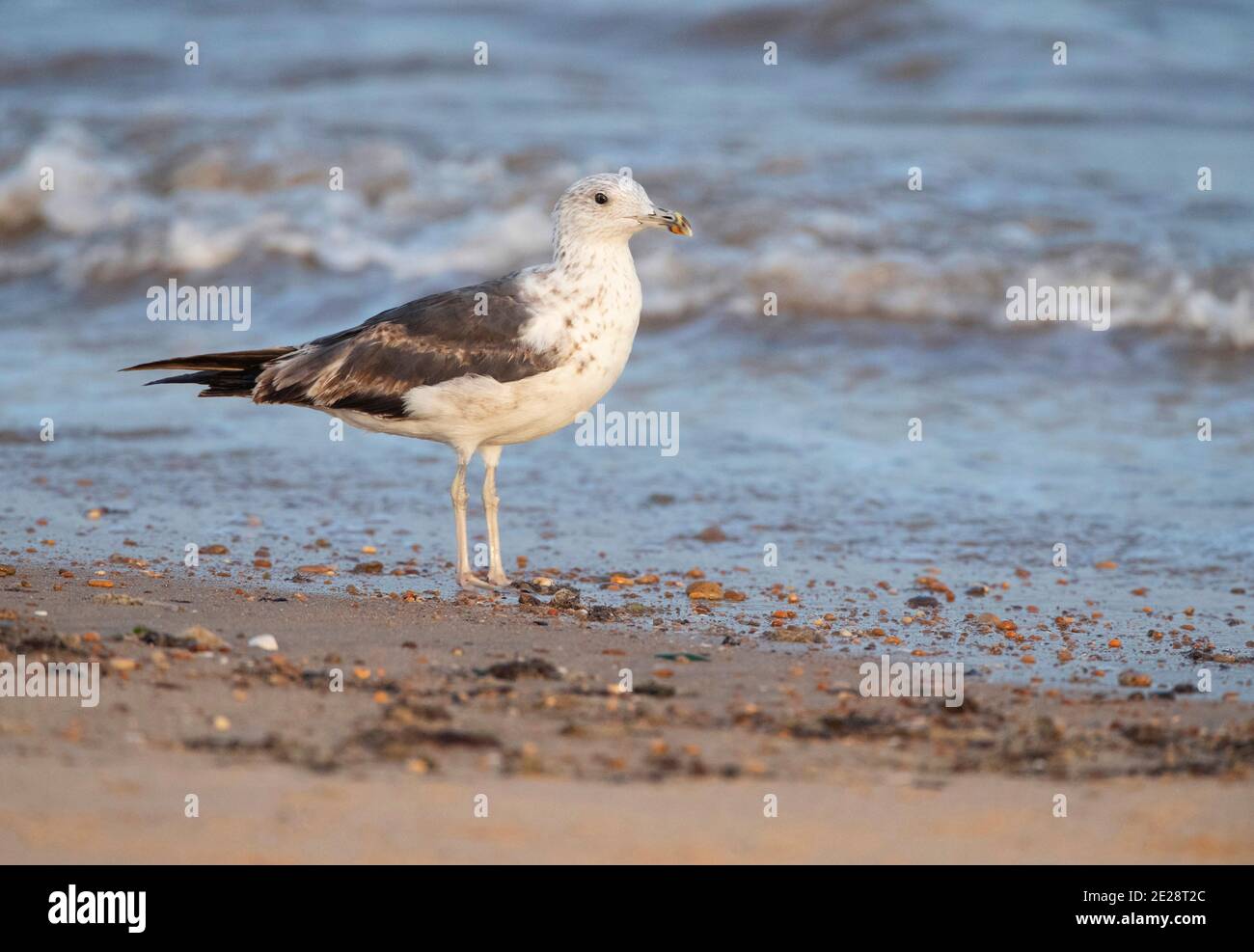 Kleine Schwarzrückenmöwe (Larus fuscus), Subadult am Strand im Ebro-Delta, Spanien, Ebro-Delta, Chipiona Stockfoto