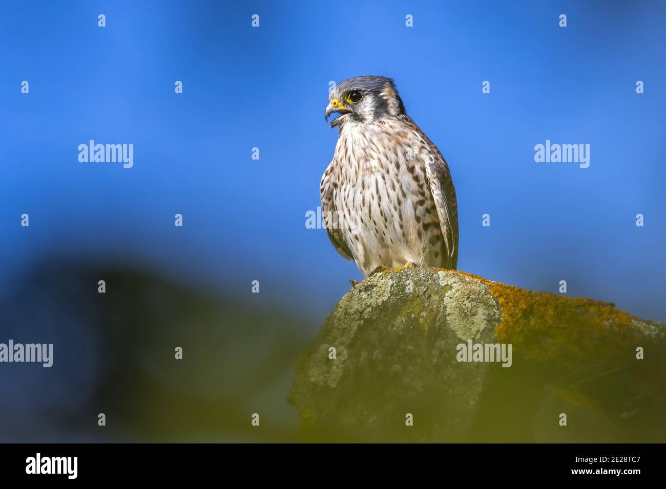 Amerikanischer Turmfalke, Sperber-Falke (Falco sparverius), entkam Weibchen auf einem Dach, Belgien, Brabant, Heverlee Stockfoto