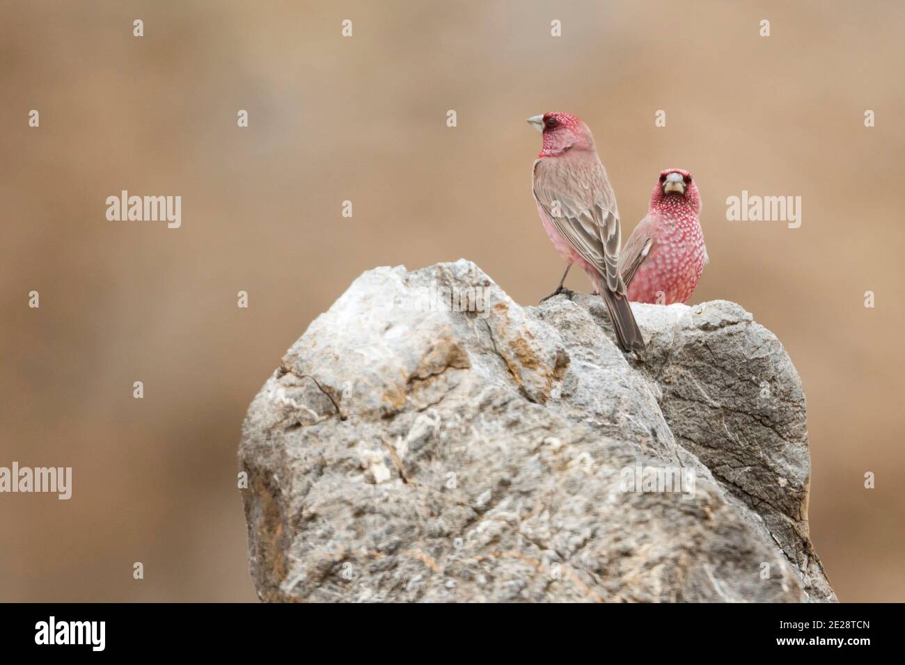 Kaukasischer großer Rosenfink (Carpodacus rubicilla), Erwachsene Männchen auf dem Felsen und jagen sich gegenseitig, Tadschikistan Stockfoto