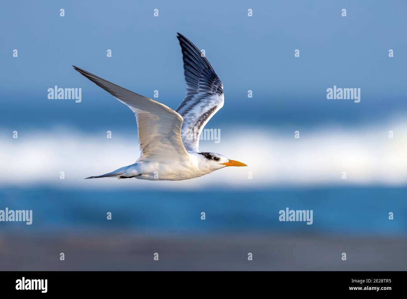 Royal tern, American Royal Tern (Thalasseus maximus, Sterna maxima), erster Winterflug am Seeufer, Seitenansicht, USA, New Jersey, Stone Harbor Stockfoto