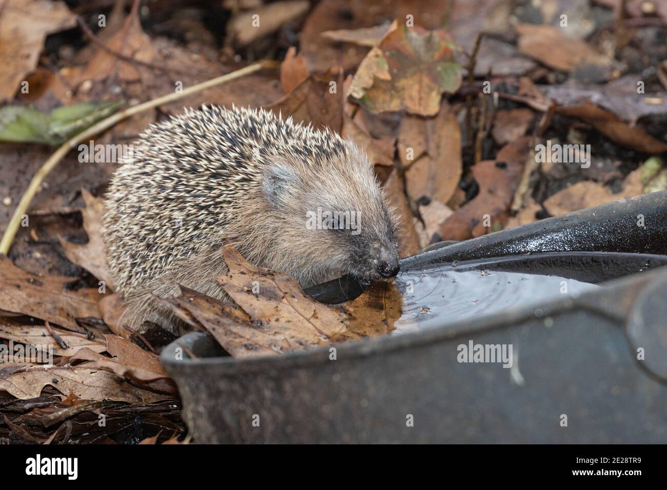 Westlicher Igel, Europäischer Igel (Erinaceus europaeus), Trinkwasser aus einem leeren Blumentopf, Deutschland, Bayern, Isental Stockfoto