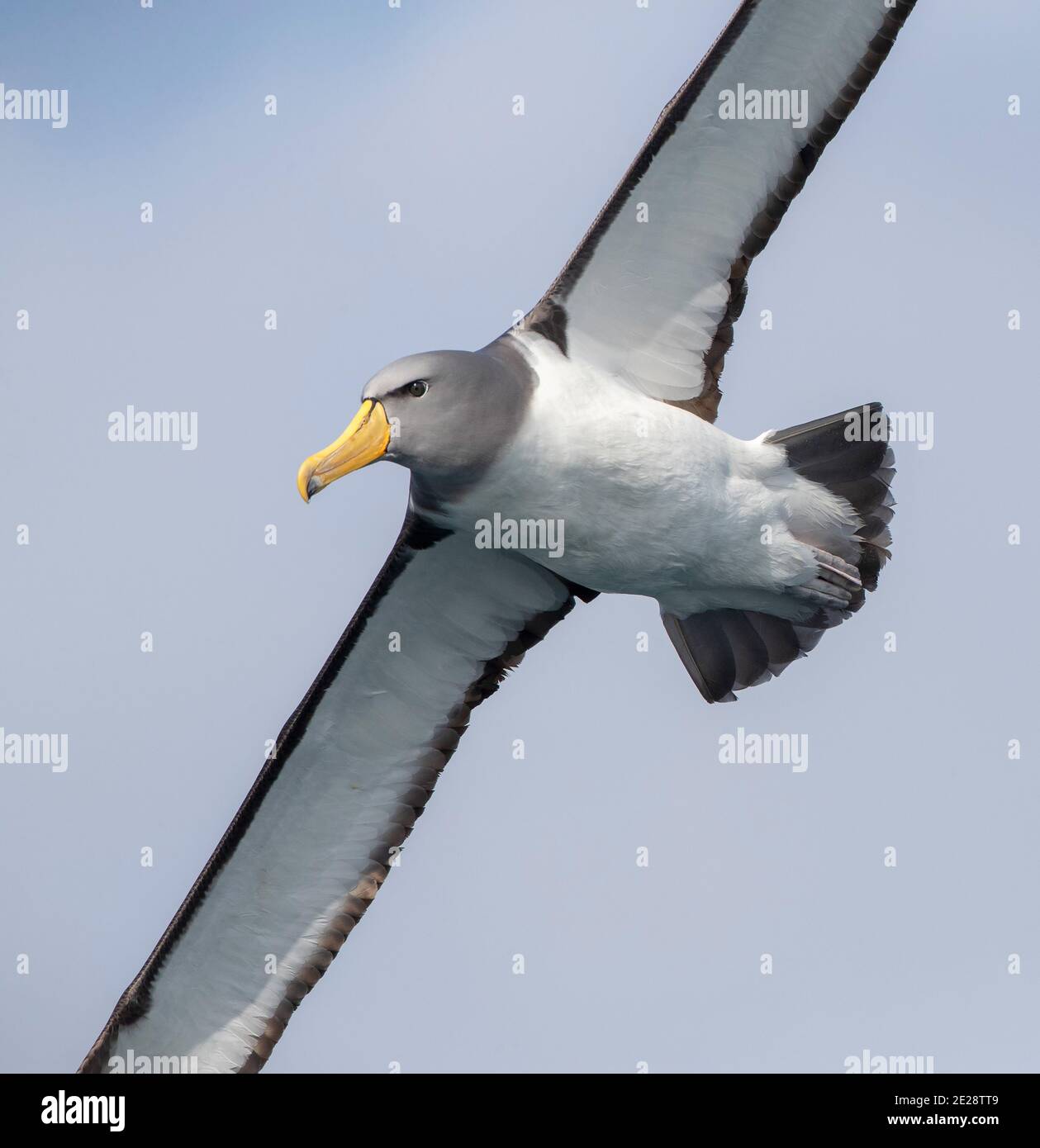 Chatham-Albatross, Chatham-Mollymawk, Island-Mollymawk (Thalassarche eremita), Erwachsene im Flug, Nahaufnahme, Neuseeland, Chatham-Inseln Stockfoto
