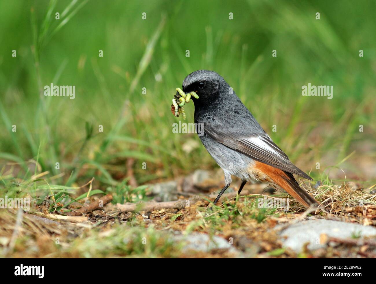 Schwarzer Rottanz, schwarzer rotschwanz, Tithys Rottanz, Schwarzstart (Phoenicurus ochruros), Männchen mit gesammelten Raupen für seine Jungvögel im Schnabel, Stockfoto