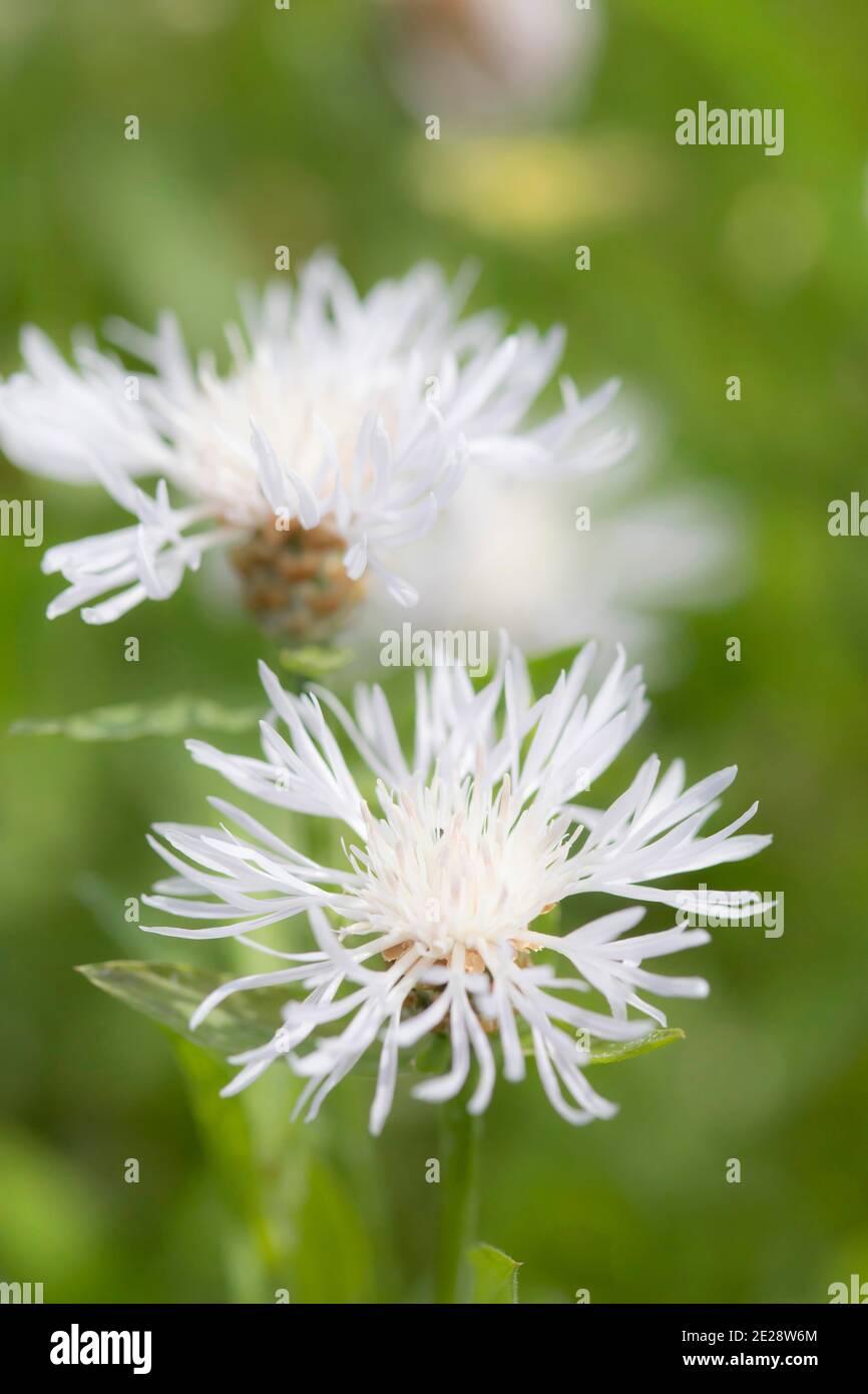 Braune Schnapse, braundurchlöchtes Schnapkraut (Centaurea jacea), blühend weiß, Deutschland, Bayern Stockfoto
