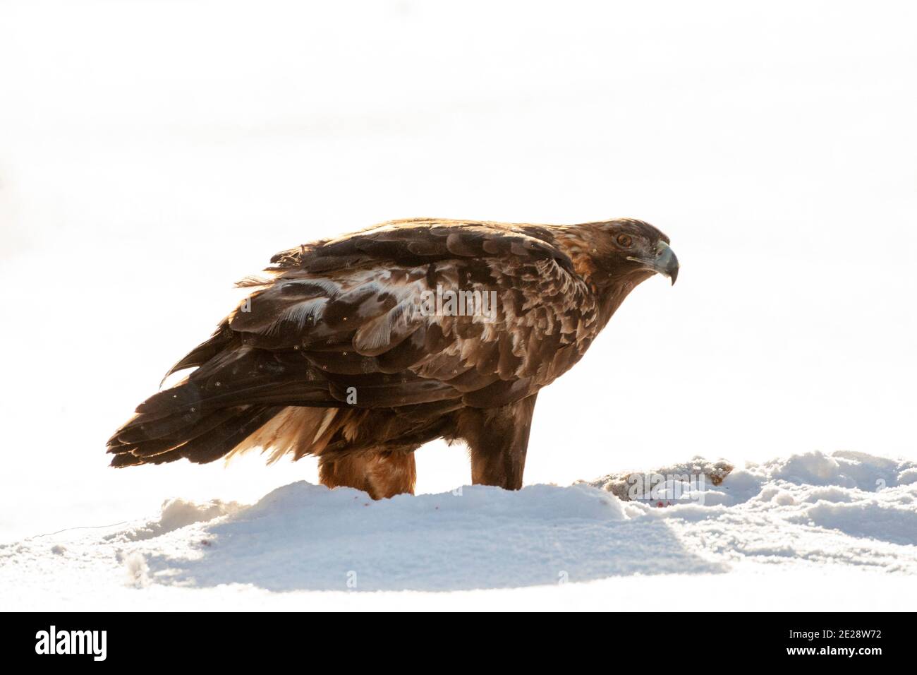 goldener Adler (Aquila chrysaetos), den Schnee stehend mit Hintergrundbeleuchtung während eines kalten Winters, Blick über die Schulter, Finnland, Kuusamo Stockfoto