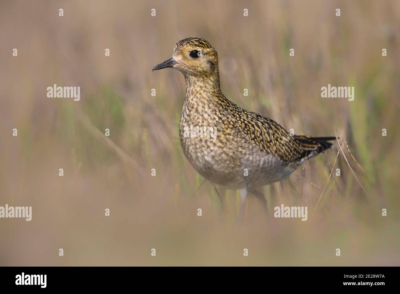 Europäischer Goldpfrover (Pluvialis apricaria), steht in einer Wiese, Europa Stockfoto