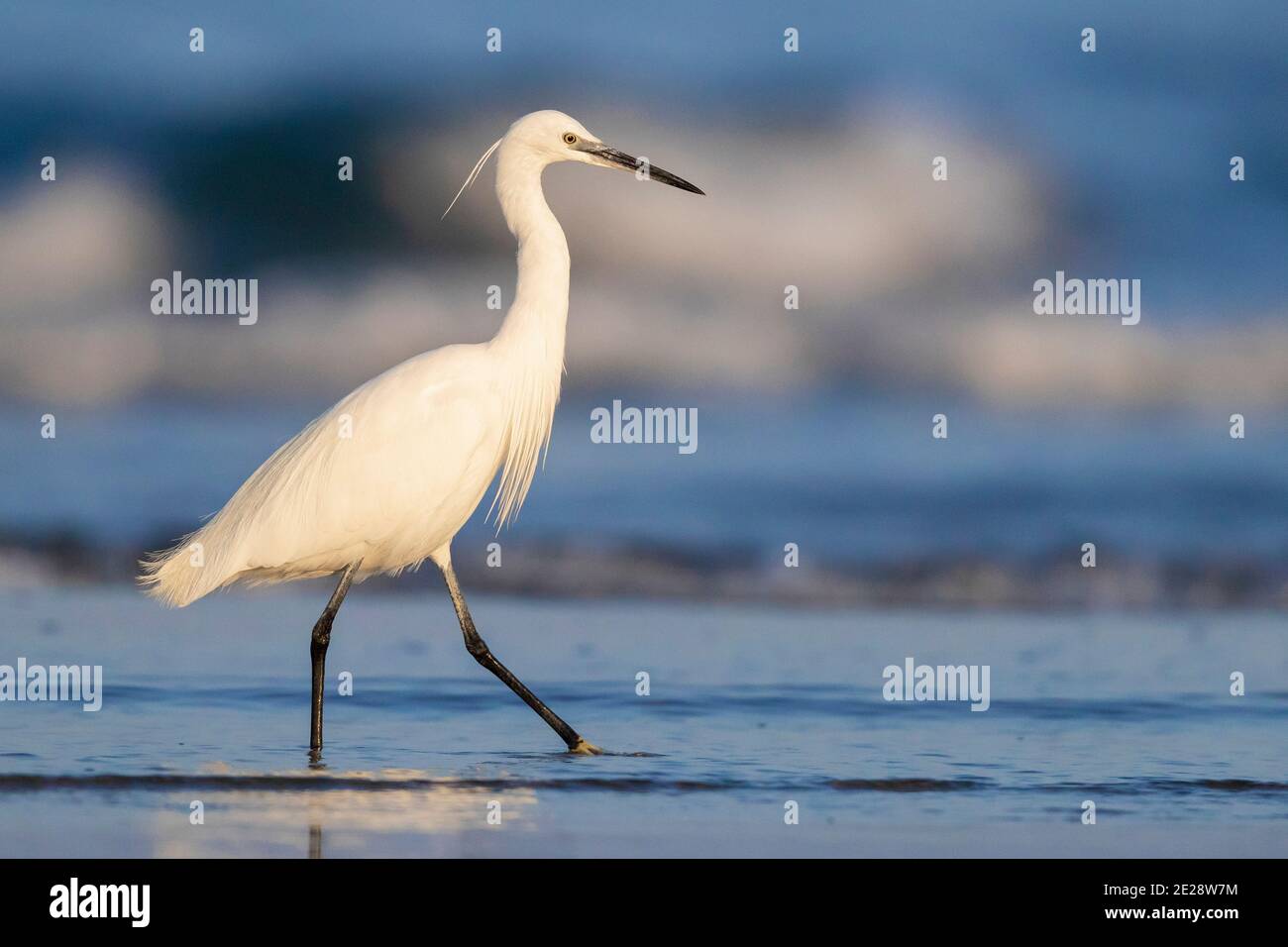 Kleiner Reiher (Egretta garzetta), Erwachsener zu Fuß am Ufer, Italien, Kampanien Stockfoto