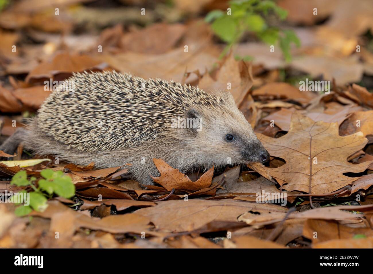 Westigel, Europäischer Igel (Erinaceus europaeus), Spaziergang im Herbstlaub im Spätherbst, Vorderansicht, Deutschland, Bayern Stockfoto