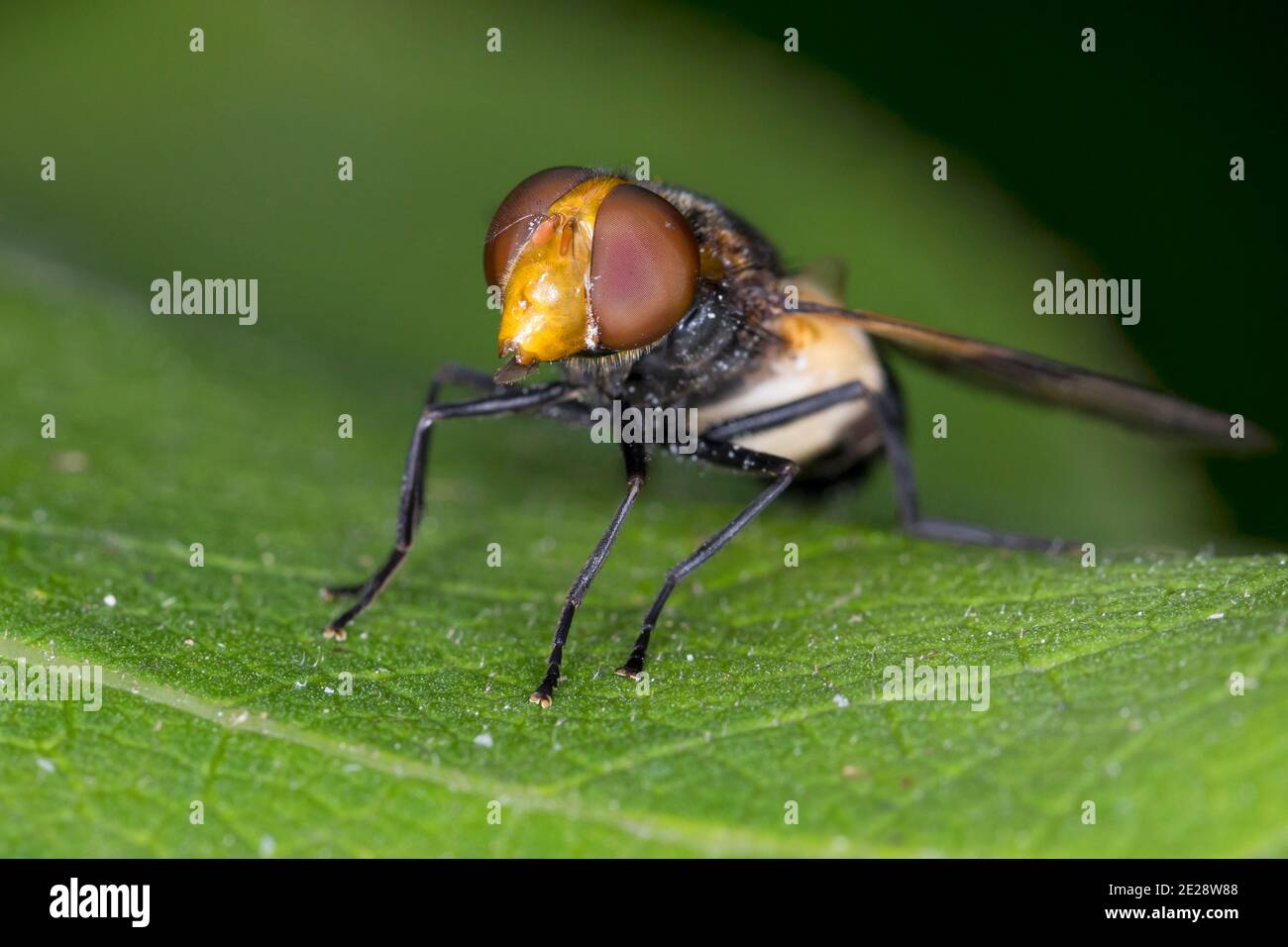 Pellucid Hoverfly, Pellucid Fly (Volucella pellucens), weiblich, Deutschland Stockfoto