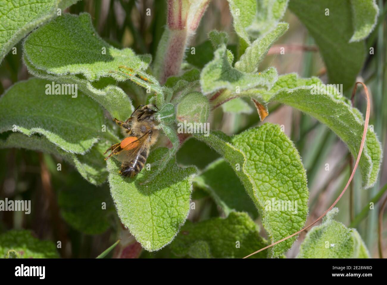 Grüne haarige Krabbenspinne (Heriaeus spec.), fing eine Biene auf einem Felsenrosenblatt Stockfoto
