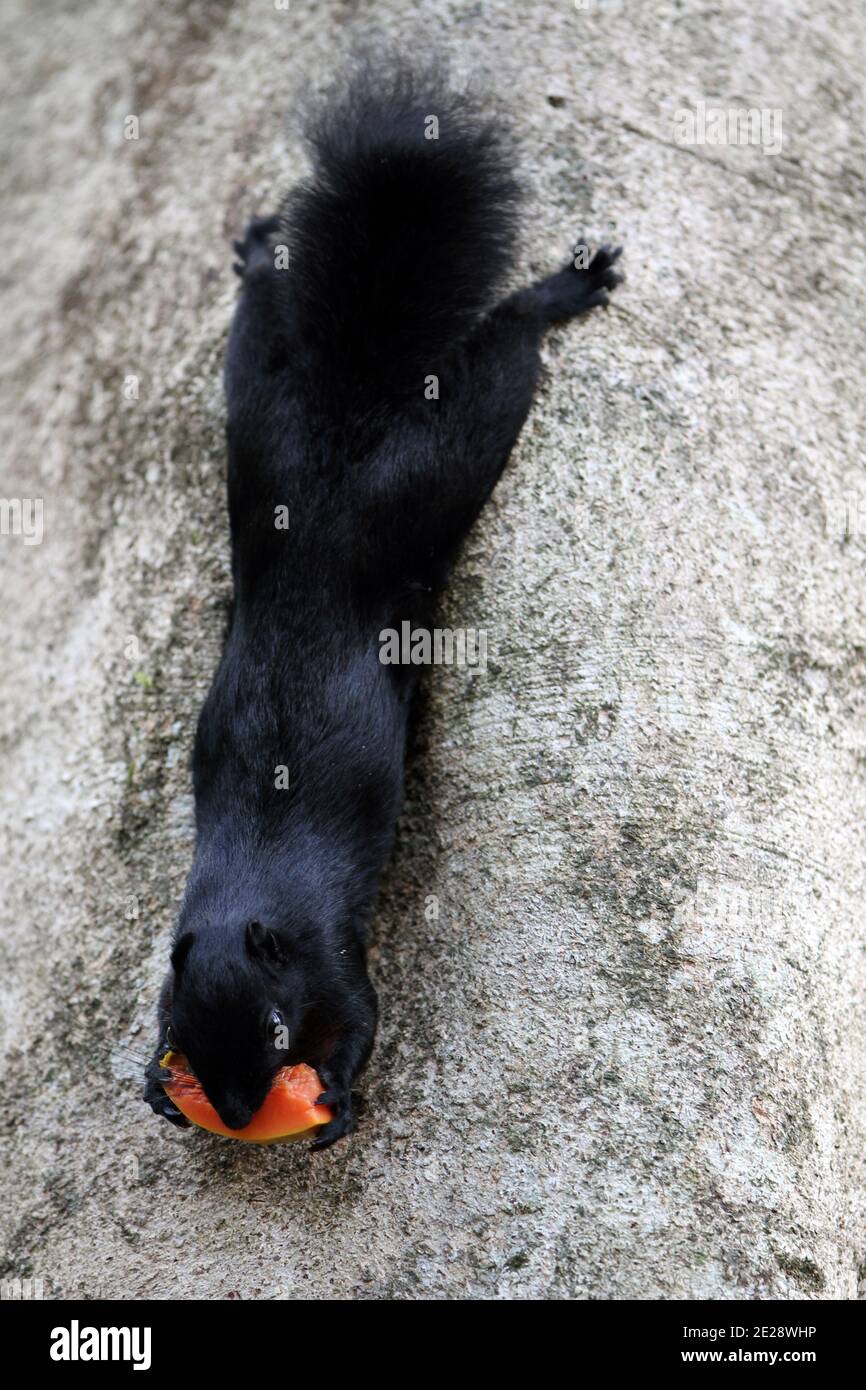 Prevost-Eichhörnchen, asiatische dreifarbige Eichhörnchen (Callosciurus prevostii), mit Lebensmitteln und thront an einem Baum, Malaysia, Borneo, Sabah, Kinabatangan Stockfoto
