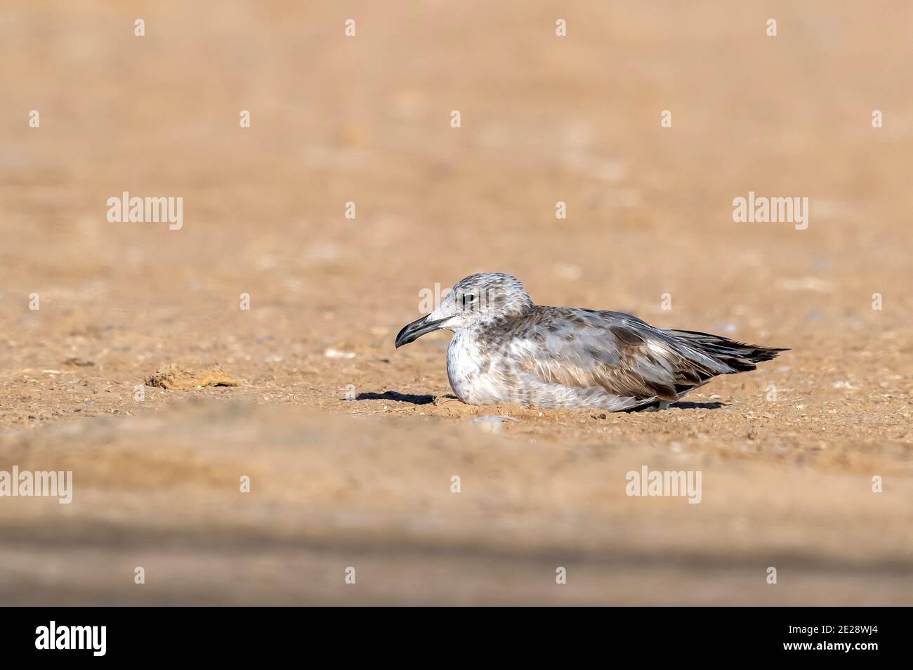 Audouin-Möwe (Larus audouinii, Ichthyaetus audouinii), zweites Kalenderjahr Audouin-Möwe, die am Strand liegt, Marokko, Westsahara, Bir Gandouz Stockfoto