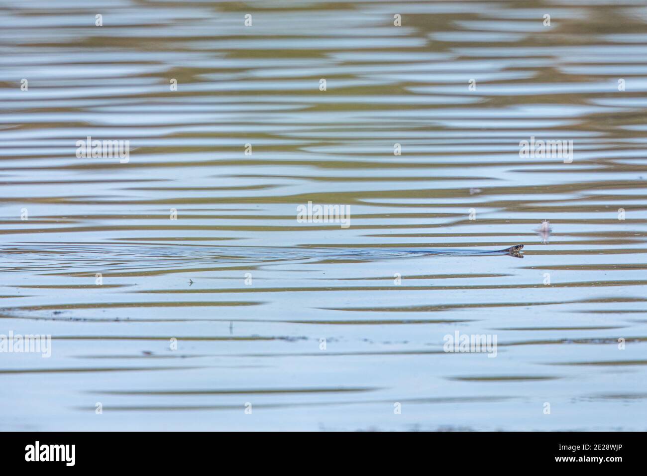 Grasnatter (Natrix natrix), im Herbst durch den See schwimmen, Seitenansicht, Deutschland, Bayern, Chiemsee Stockfoto