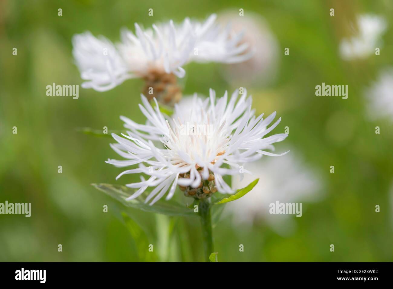 Braune Schnapse, braundurchlöchtes Schnapkraut (Centaurea jacea), blühend weiß, Deutschland, Bayern Stockfoto