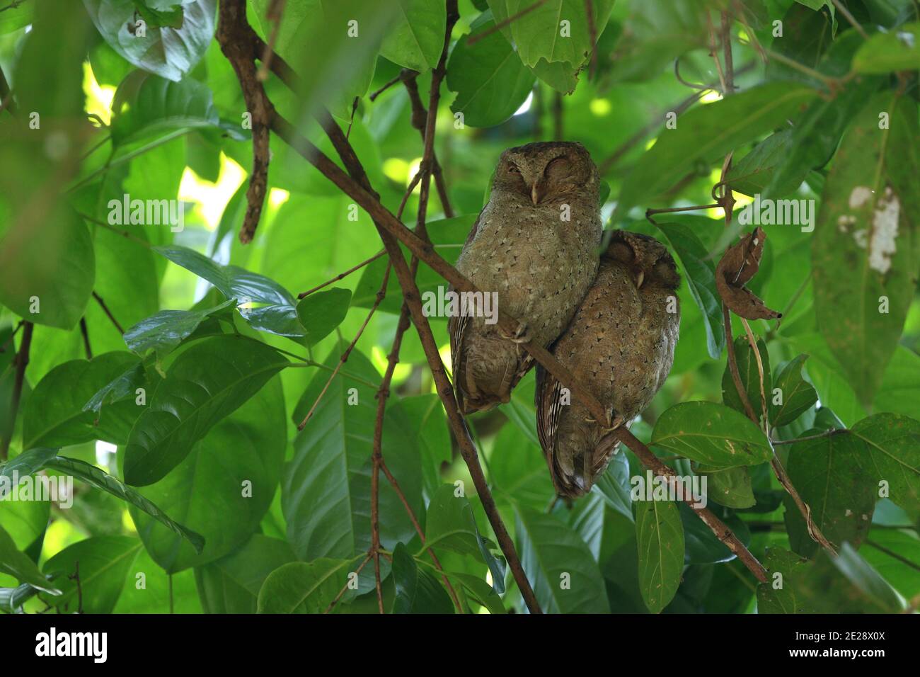 Andaman-Scheule (Otus balli), zwei, die tagsüber in einem Baum sitzen, Indien, Andaman-Inseln Stockfoto