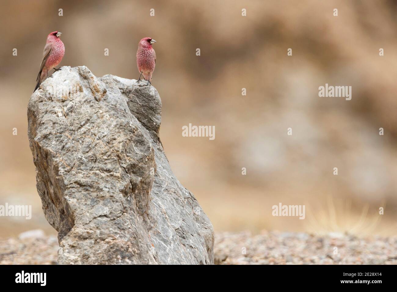 Kaukasischer großer Rosenfink (Carpodacus rubicilla), Erwachsene Männchen auf dem Felsen und jagen sich gegenseitig, Tadschikistan Stockfoto