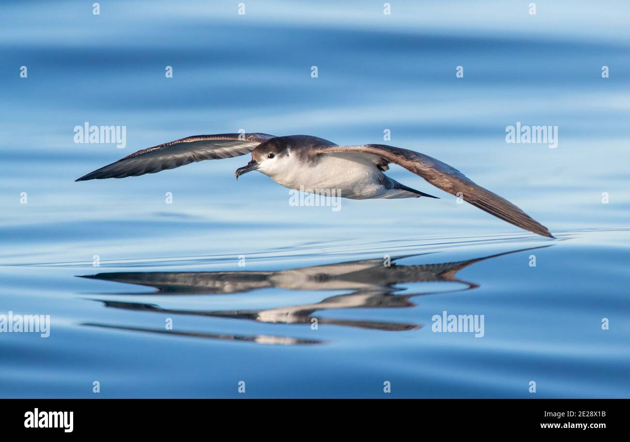 Bullers Shearwater (Ardenna bulleri), tief über der Meeresoberfläche gleitend, Neuseeland, Südinsel, Kaikoura Stockfoto