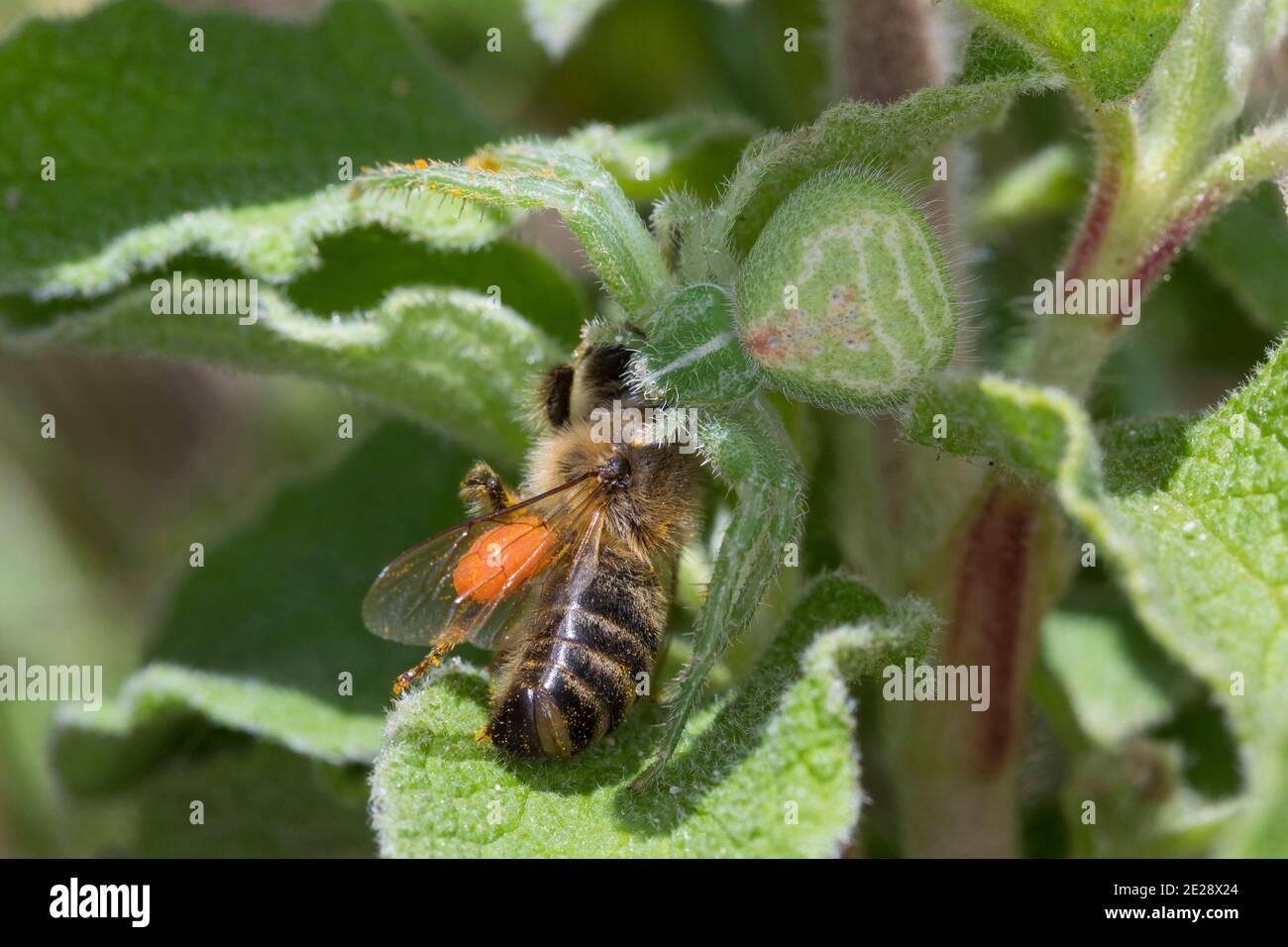 Grüne haarige Krabbenspinne (Heriaeus spec.), fing eine Biene auf einem Felsenrosenblatt Stockfoto