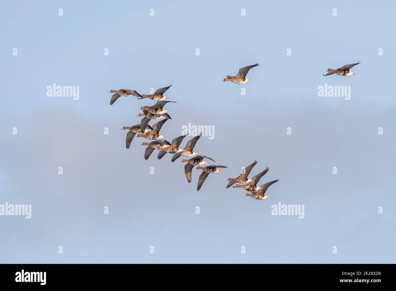 Weißfrontgans (Anser albifrons), Formation in V-Form vorbeifliegend, Niederlande Stockfoto