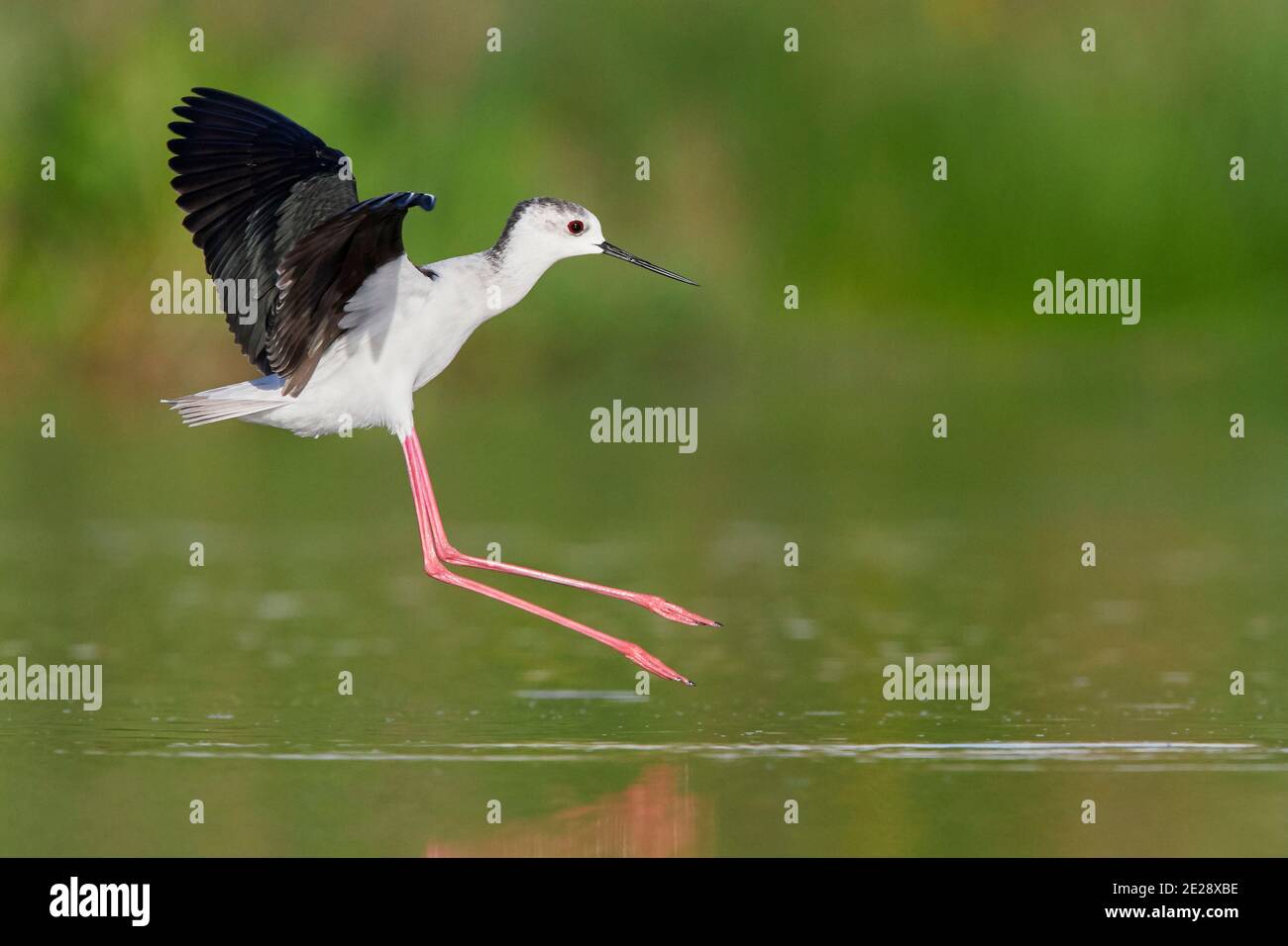 Schwarzflügelstelze (Himantopus himantopus), Erwachsene Landung in einem Teich, Italien, Kampanien Stockfoto
