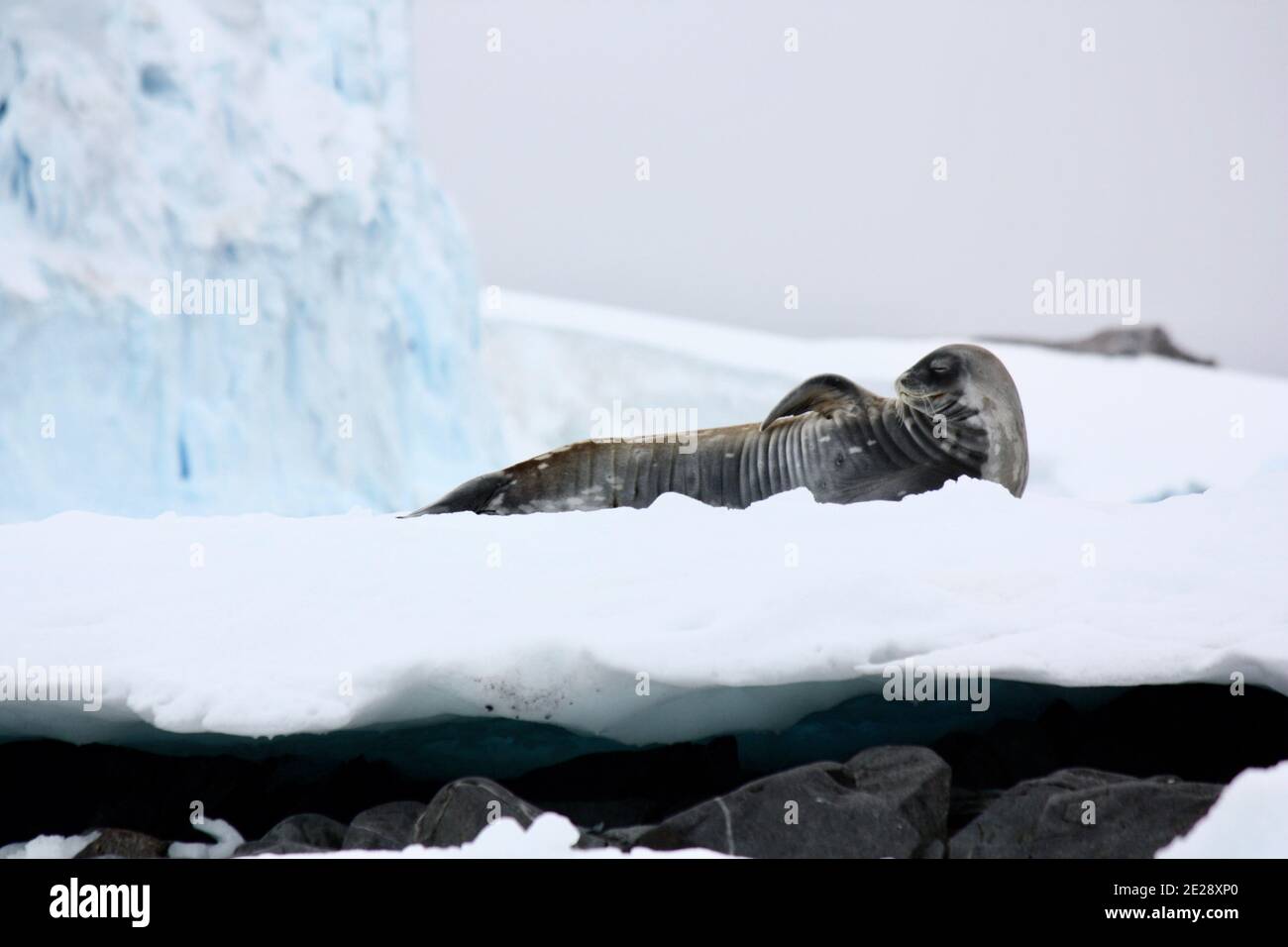 Weddell Seal entspannt auf antarktischem Eis Stockfoto