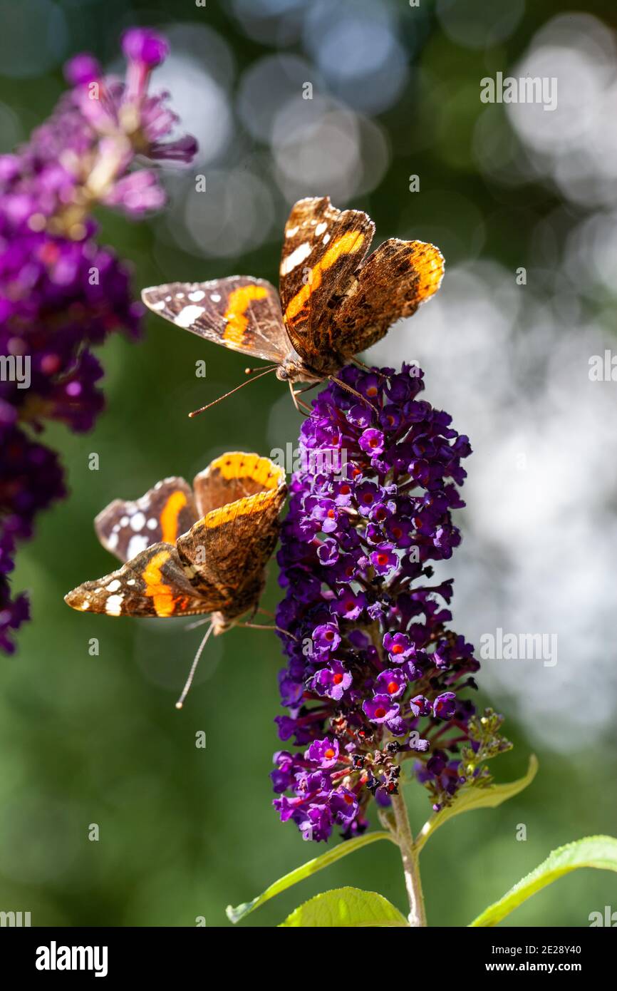 Zwei rote Admiral, Vanessa atalanta, Schmetterlinge auf Buddleja Blume oder Schmetterlingsbusch. Hochwertige Fotos Stockfoto