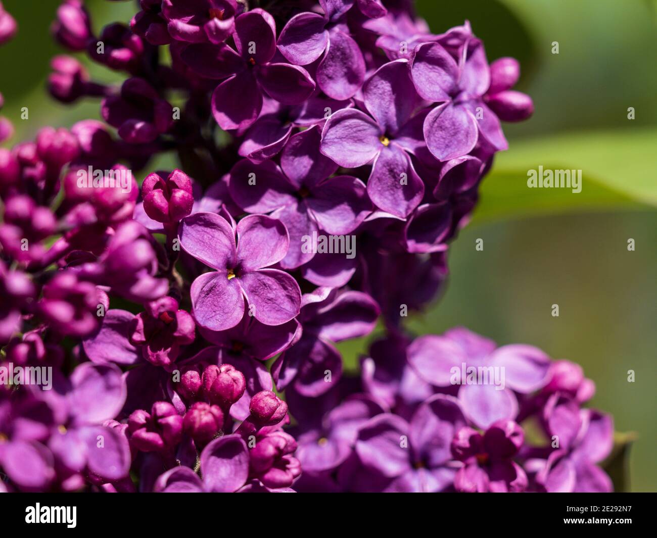 Nahaufnahme einer lila Flieder in Blüte. Stockfoto